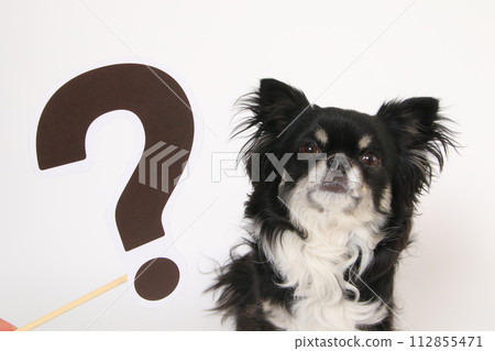 Chihuahua hatena mark 112855471