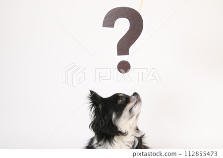 Chihuahua hatena mark 112855473