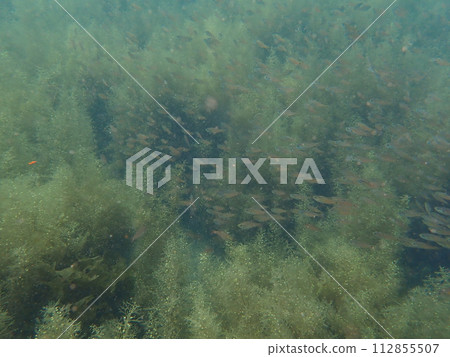 念佛台和海藻林 112855507