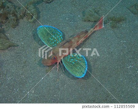 Gurnard Gurnard 112855509
