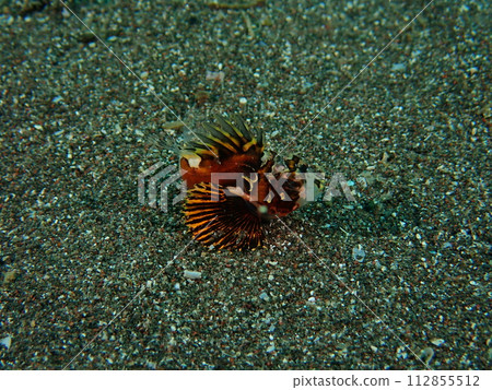 年輕的石斑魚 112855512