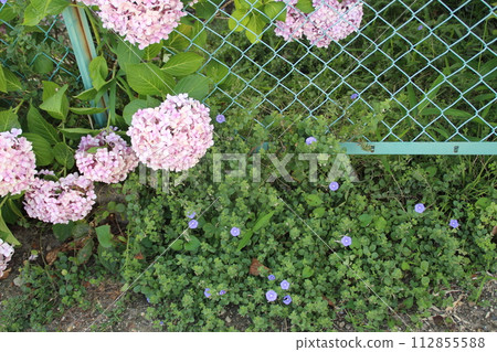粉紅色的繡球花緊貼在柵欄上 112855588