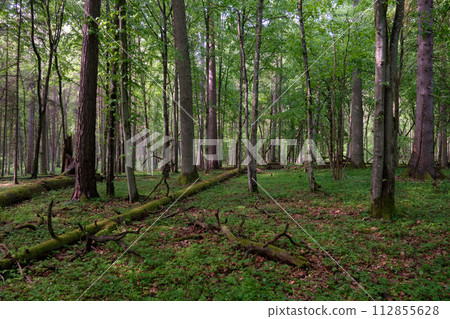 Springtime deciduous tree stand with hornbeams and oaks 112855628
