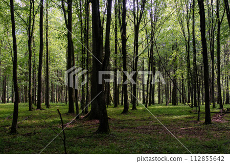 Springtime deciduous tree stand with hornbeams and oaks Springtime deciduous tree stand with hornbeams and oaks 112855642