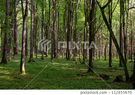 Springtime deciduous tree stand with hornbeams and oaks Springtime deciduous tree stand with hornbeams and oaks 112855670