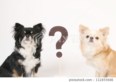 Two chihuahuas and Hatena mark Two chihuahuas and Hatena mark 112855686