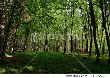 Springtime deciduous tree stand with hornbeams and oaks Springtime deciduous tree stand with hornbeams and oaks 112855712