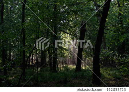 Sunbeam entering rich deciduous forest in misty morning 112855723