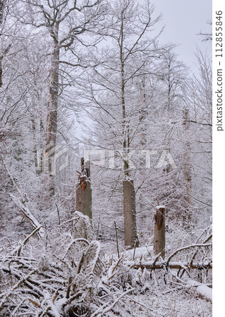 Wintertime landscape of snowy deciduous stand with spruce trees broken 112855846