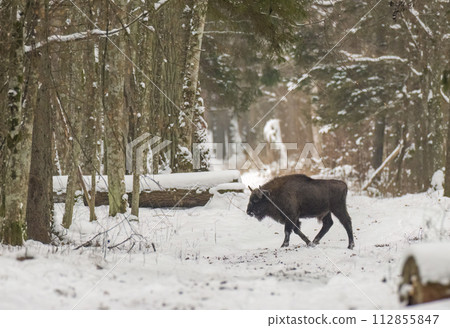 Free ranging European Bison male calf in wintertime forest 112855847