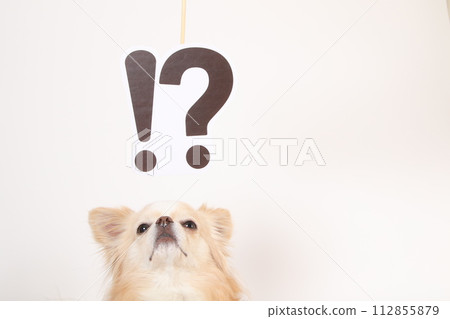 Chihuahua and double-dare mark 112855879