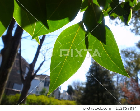 leaf leaf 112855884