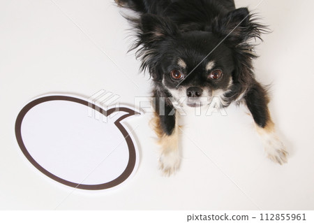 chihuahua speech bubble 112855961