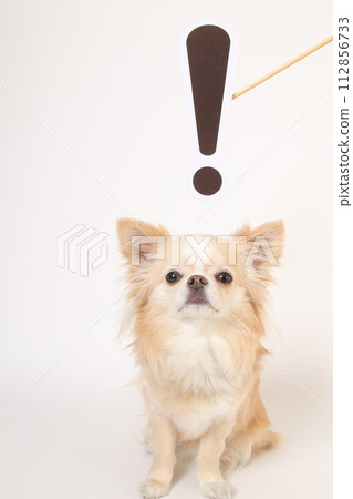 奇瓦瓦狗和驚喜標記 112856733