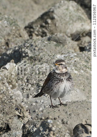 Thrush on the rocky shore Thrush on the rocky shore 112856967
