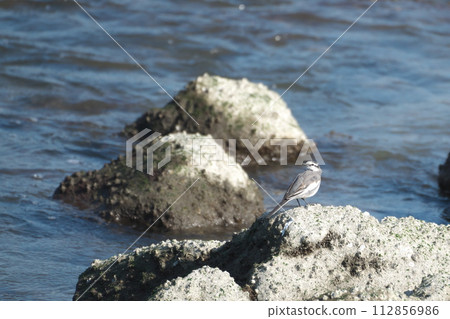 White wagtail on the rocky shore 112856986