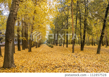 Beautiful autumn park. Autumn in Kemerovo. Autumn trees and leaves. Autumn Landscape. Beautiful romantic alley in a park with colorful trees and sunlight. Beautiful autumn park. Autumn in Kemerovo. Autumn trees and leaves. Autumn Landscape. Beautiful romantic alley in a park with colorful trees and sunlight. 112857528