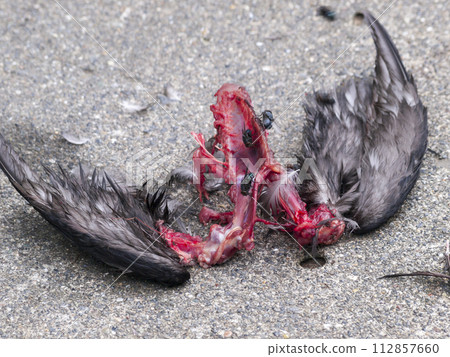 Seabird carcasses, feathers and red bones 112857660