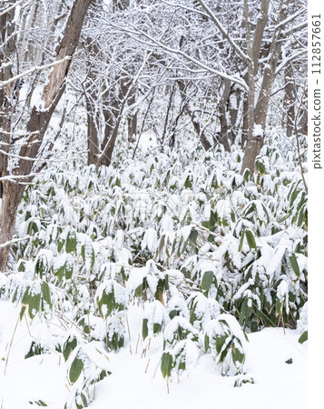 Mountain road covered with fresh snow (Hokkaido) 112857661