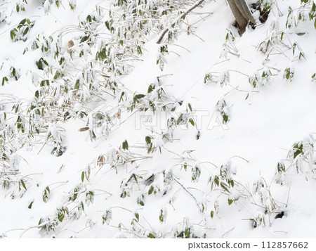 被新雪覆蓋的竹叢（北海道） 112857662