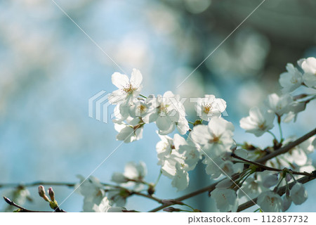 Refreshing blue sky and white cherry blossoms 112857732