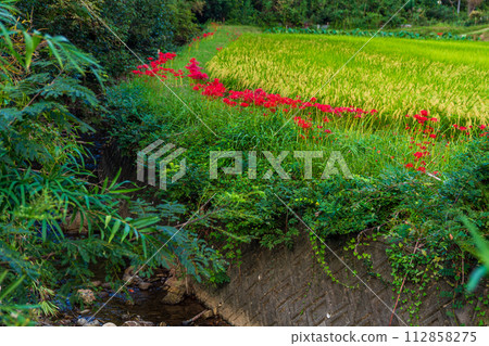 靜岡縣週知郡森町立花,曼珠沙花盛開的風景 靜岡縣週知郡森町立花,曼珠沙花盛開的風景 112858275