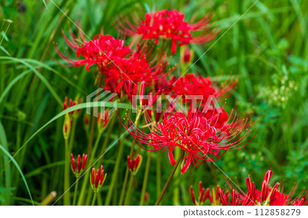 靜岡縣週知郡森町立花，曼珠沙花盛開的風景 112858279