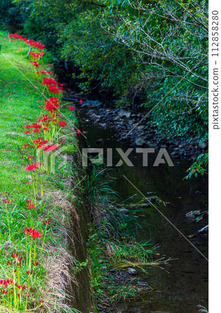 靜岡縣週知郡森町立花，曼珠沙花盛開的風景 112858280