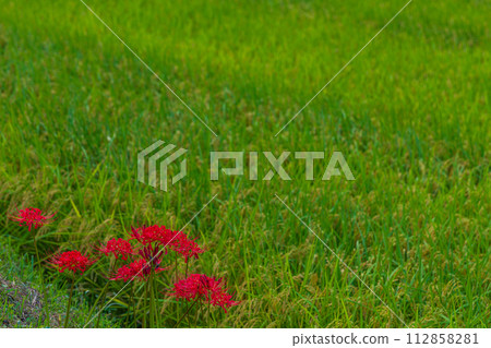 靜岡縣週知郡森町立花，曼珠沙花盛開的風景 112858281