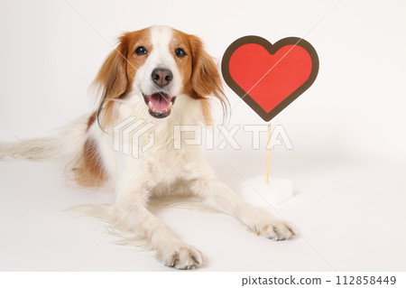 Koikerhondie and heart mark Koikerhondie and heart mark 112858449