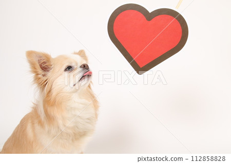Chihuahua and heart mark Chihuahua and heart mark 112858828
