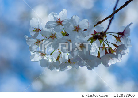 藍天和櫻花 112858900