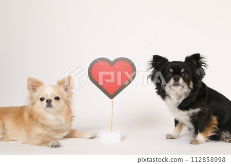 Two chihuahuas and heart mark Two chihuahuas and heart mark 112858998