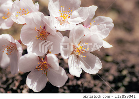 White Yoshino cherry tree 112859041