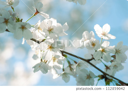 Aozora and Yoshino cherry tree 112859042