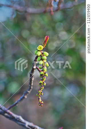 木節芽變成黃綠色(春季,三月) 木節芽變成黃綠色(春季,三月) 112859400