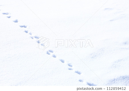 Footprints in the snow, small animals Footprints in the snow, small animals 112859412