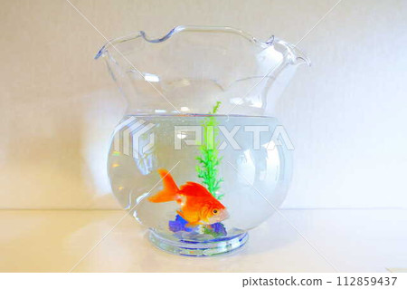 Goldfish Goldfish Fish Summer Japan Japanese Goldfish Goldfish Fish Summer Japan Japanese 112859437