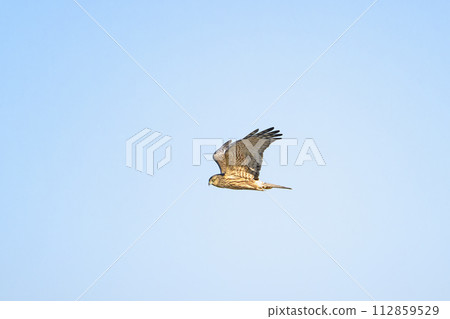 Chuhi male flight Chuhi male flight 112859529
