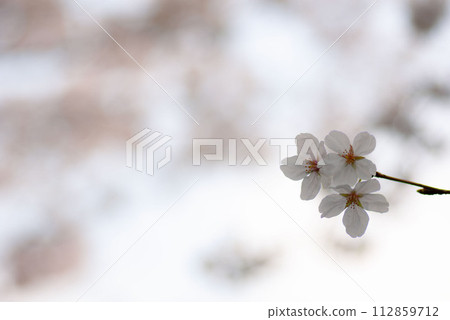 春天的櫻花 112859712