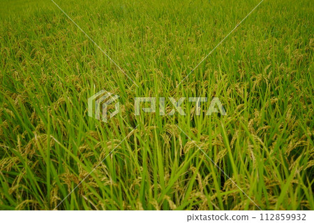 Abundant rice ears in Kizugawa City, Kyoto Prefecture 112859932