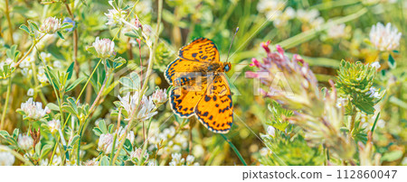 Orange-spotted butterfly in spring meadow Melithea trifle Cyriaca Orange-spotted butterfly in spring meadow Melithea trifle Cyriaca 112860047