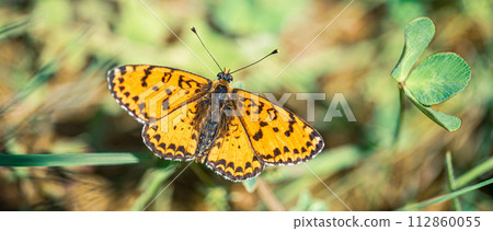 Orange-spotted butterfly in spring meadow Melithea trifle Cyriaca 112860055