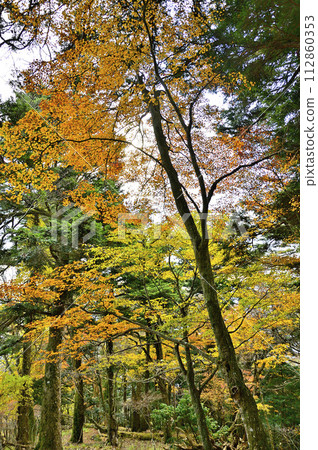 Autumn leaves in the Tanzawa Mountains, Honma no Kashira southeast ridge Autumn leaves in the Tanzawa Mountains, Honma no Kashira southeast ridge 112860353