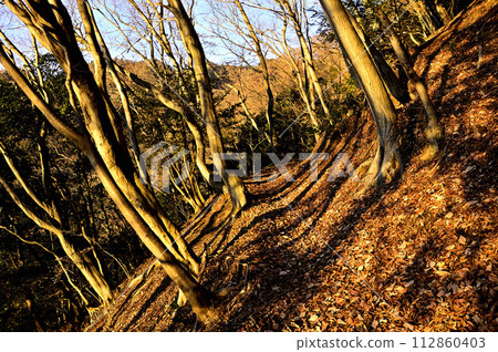 The mountain trail of Mt. Daisen in Tanzawa is bathed in the morning glow 112860403