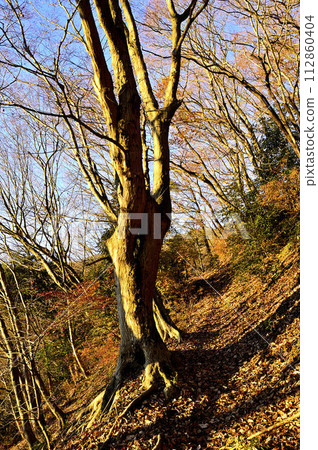 Mt. Daisen in Tanzawa, the Quercus oak road dyed in the morning glow 112860404