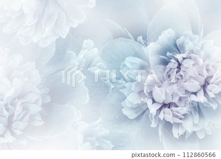 Blue  peony  flowers  and petals peonies   Floral background.  Close-up. Nature. 112860566
