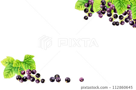 Blackcurrant background, fruit hand-drawn watercolor illustration material Blackcurrant background, fruit hand-drawn watercolor illustration material 112860645