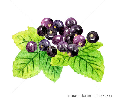 Blackcurrant and leaves Hand-drawn watercolor illustration material of fruit Blackcurrant and leaves Hand-drawn watercolor illustration material of fruit 112860654