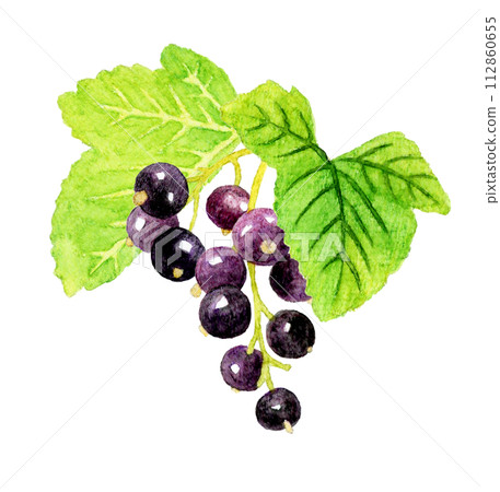 Hand-drawn watercolor illustration of blackcurrant fruit with leaves Hand-drawn watercolor illustration of blackcurrant fruit with leaves 112860655
